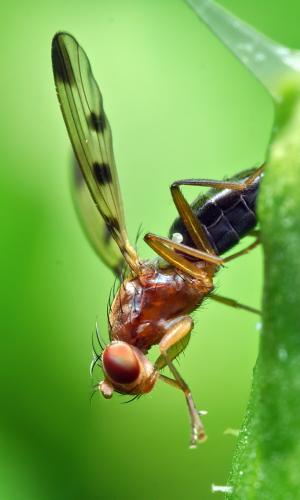 Réf. 297 208 : Geomyza tripunctata