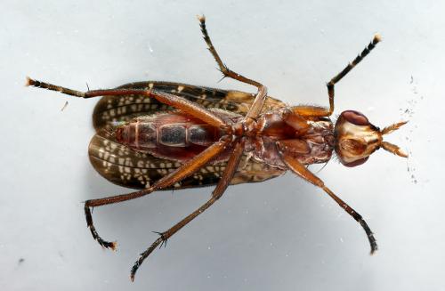 Euthycera stichospila