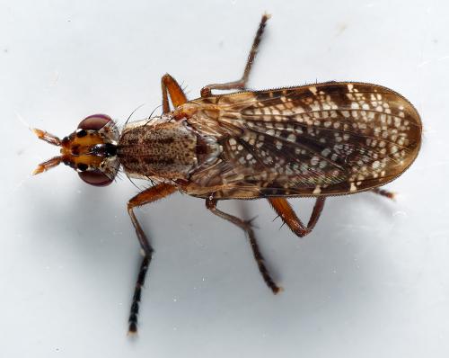 Euthycera stichospila
