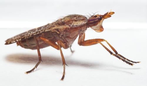 Euthycera stichospila