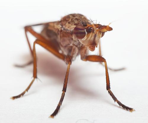 Euthycera stichospila