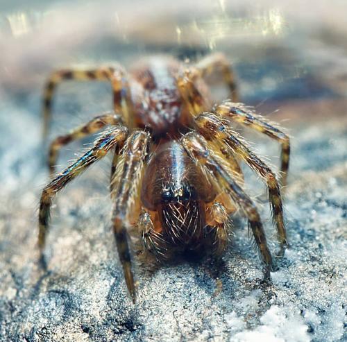 Réf. 297 405 : Segestria sp.
