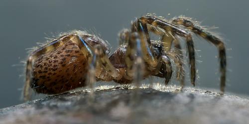 Réf. 297 404 : Segestria sp.