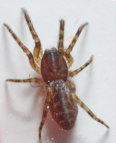 Réf. 297 403 : Segestria sp.