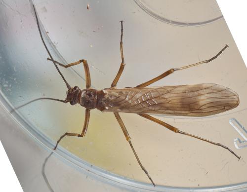 Taeniopteryx schoenemundi