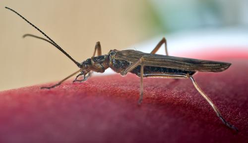 Taeniopteryx schoenemundi