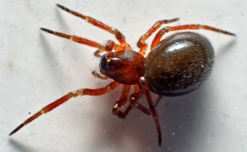 Thyreosthenius parasiticus