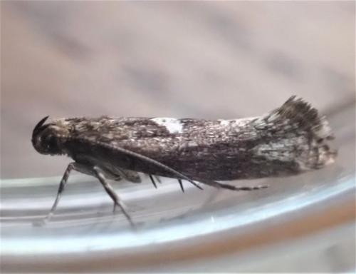 Acrolepiopsis assectella