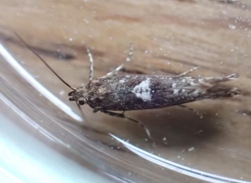 Acrolepiopsis assectella
