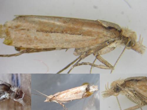 Ypsolopha ustella