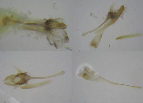 Réf. 297 718 : Acrolepiopsis assectella