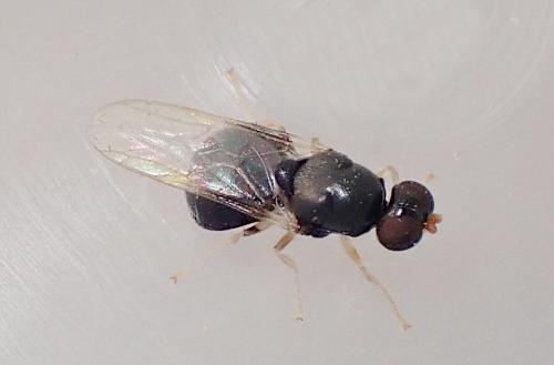 Réf. 297 216 : Pachygaster leachii