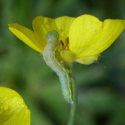Réf. 297 338 : Amphipyra tragopoginis