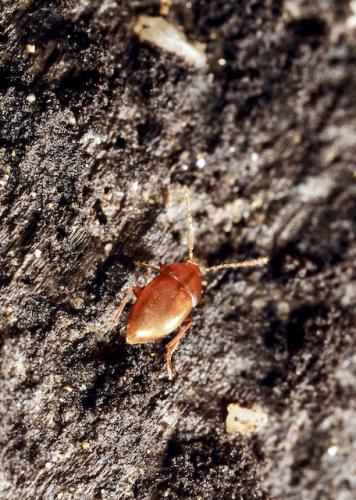 Réf. 297 578 : Speonomus pyrenaeus