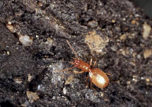 Geotrechus andreae