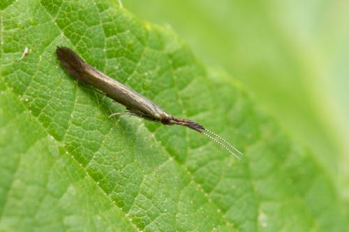 Coleophora sp.