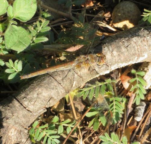 Sympetrum striolatum