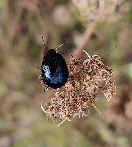 Réf. 297 236 : Chrysolina haemoptera