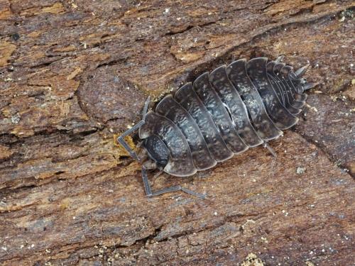 Porcellio monticola