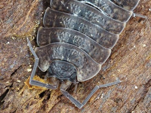 Porcellio monticola
