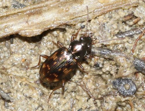Réf. 297 679 : Bembidion varium