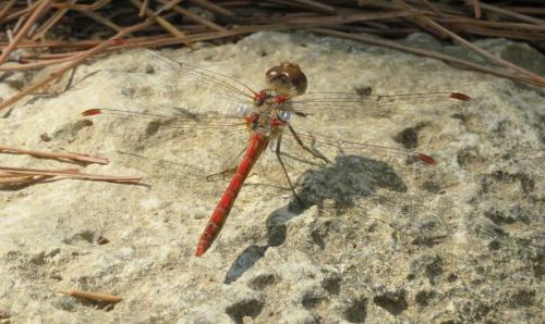 Sympetrum striolatum