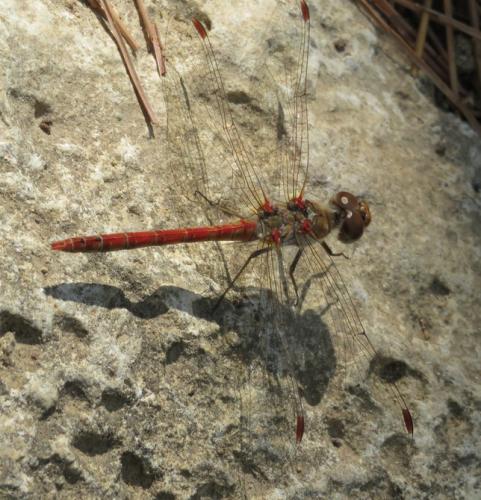 Sympetrum striolatum