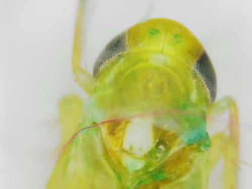 Typhlocybinae