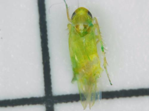 Typhlocybinae