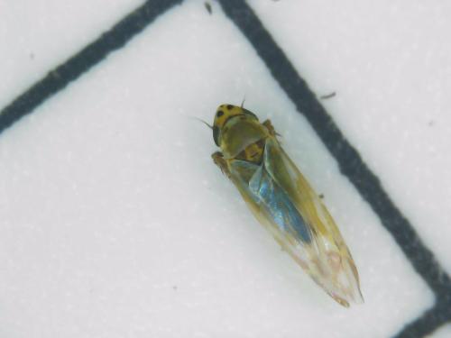 Réf. 297 194 : Frutioidia bisignata