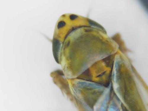 Réf. 297 195 : Frutioidia bisignata
