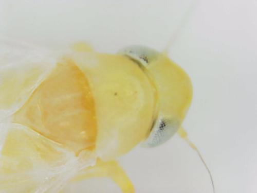 Typhlocybinae
