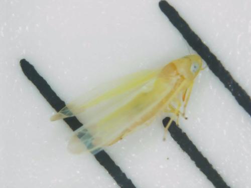 Typhlocybinae