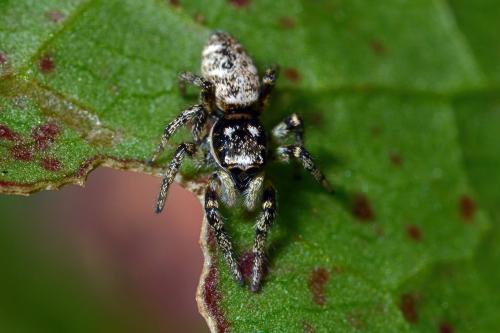 Salticus scenicus