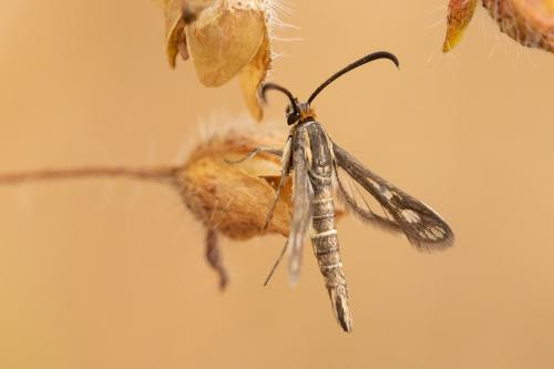 Pyropteron meriaeformis