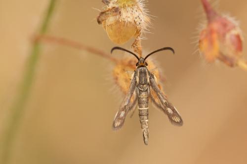 Pyropteron meriaeformis