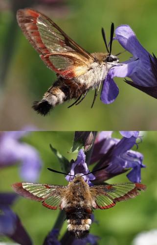 Hemaris fuciformis