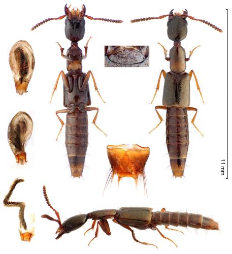 Vulda gracilipes