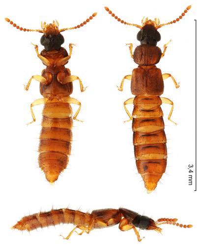 Oxytelus migrator