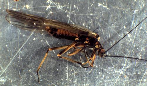 Taeniopteryx schoenemundi