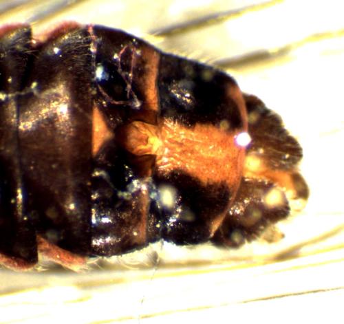 Taeniopteryx schoenemundi