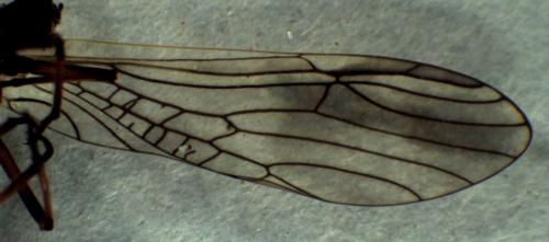 Taeniopteryx schoenemundi