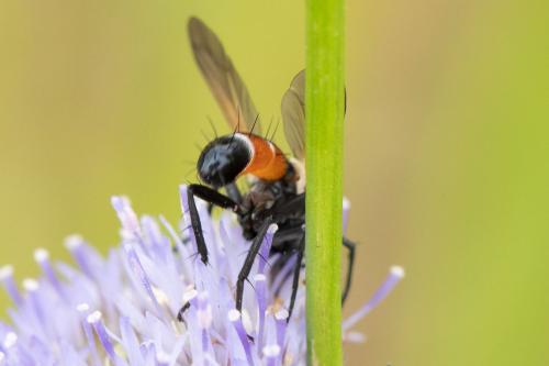 Cylindromyia brassicaria