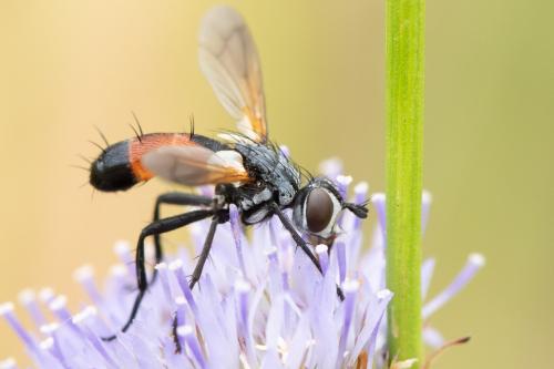 Cylindromyia brassicaria