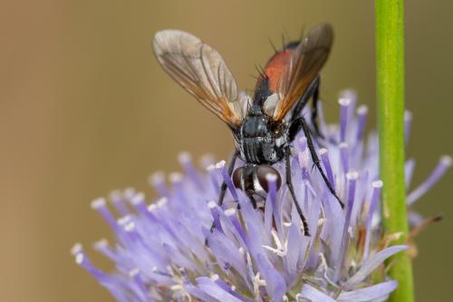 Cylindromyia brassicaria