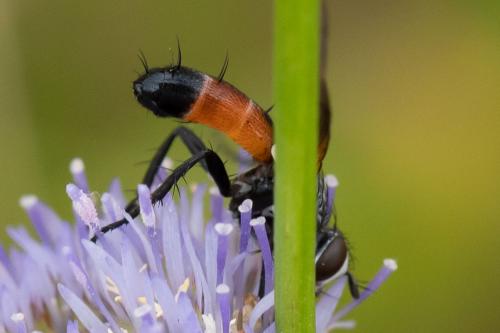 Cylindromyia brassicaria