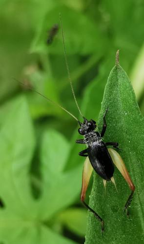 Trigonidium sp.