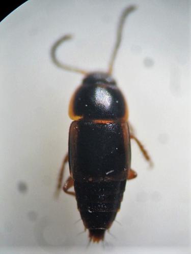 Réf. 297 388 : Tachinus marginellus