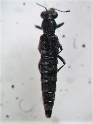 Réf. 297 755 : Stenus fuscicornis