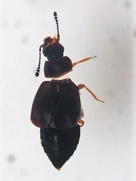 Proteinus sp.